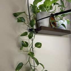 Rooted pathos  cutting propagations