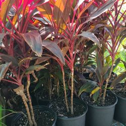 Red Sister 3gallon 3ft Tall 