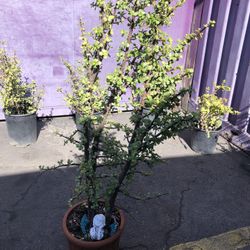 Succulent Tree 4ft