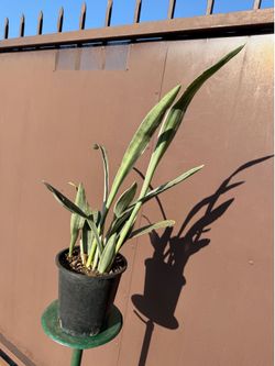 6” Sansiveria metálica silver