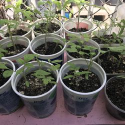 Tomatoe plants 🪴 ready to go some pots have 2 3 4 plants 🪴 asking $1 and $2 for them  by Home Depot Slauson ave /western