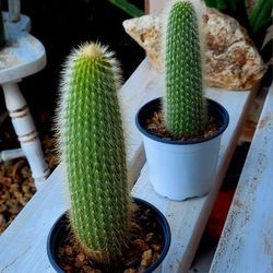 Living Plant 🌱(2 Pcs./Set) Cleistocactus 'Red Flowers' on 4"H White Pot ::: Outdoor