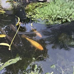 Koi For Sale