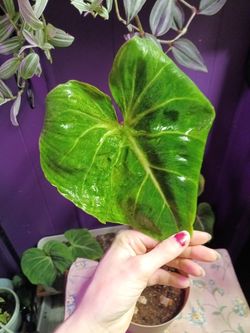 Philodendron Dean McDowell 