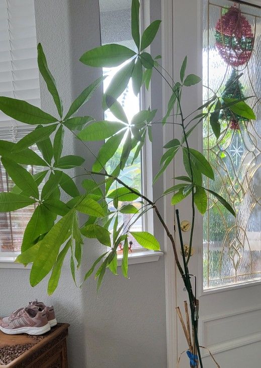 5.5 Feet Indoor Plant