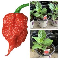 Insanely Hot Carolina Reaper Spicy 🌶️ Peppers Chili Pepper Veggie Vegetable Garden Live Plants