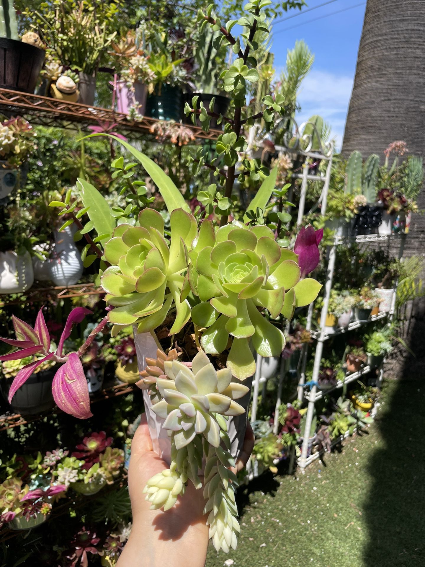 Pretty Succulent Plant 