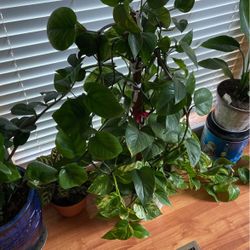 Indoor Plant 
