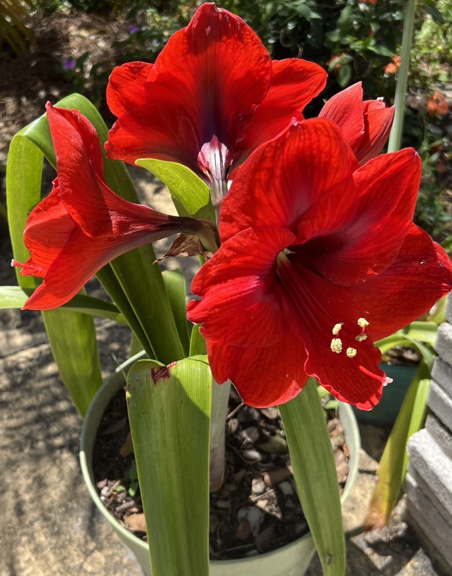 BLOOMING AMARYLLIS PLANTS IN PLASTIC POT FOR SALE
