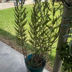 Planta Mala Madre O Calanchoy Tengo Variedad
