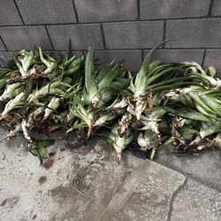 Aloe Vera (Sávilas)