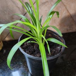Spider indoor plant, Excellent Air Purifier
