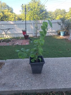 soursop fruit tree