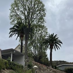 Tree Trimmer