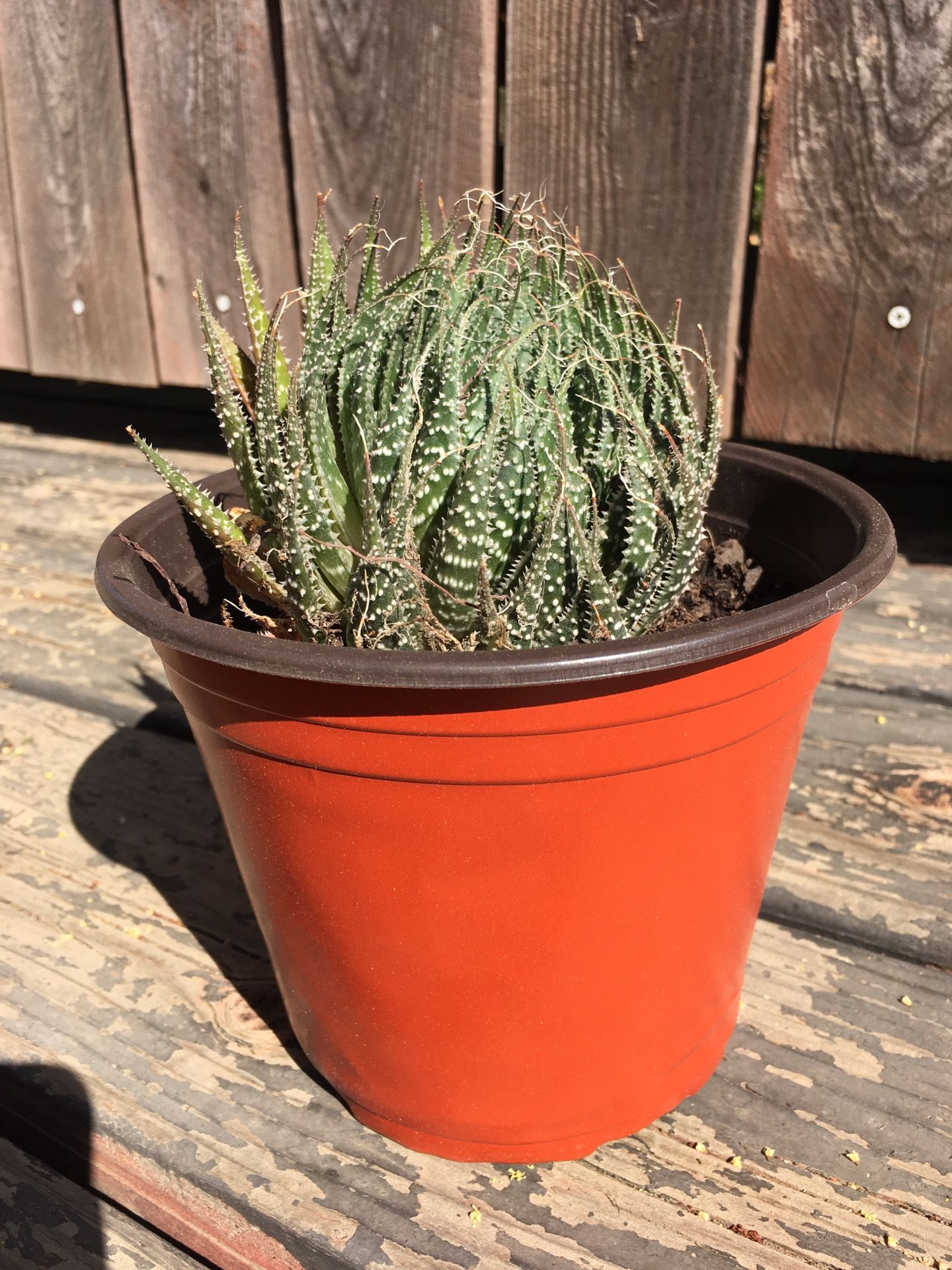 Succulent Plant (Small)