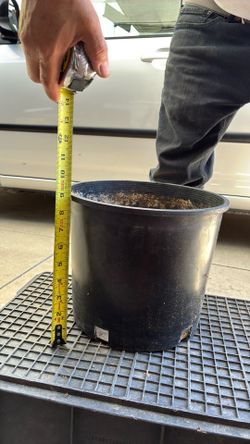 3 Gallon Pots/ Botes de 3 Galones