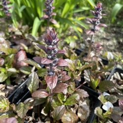 Ajuga