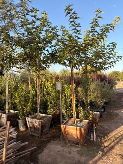 Shade trees 24 gal mulberry
