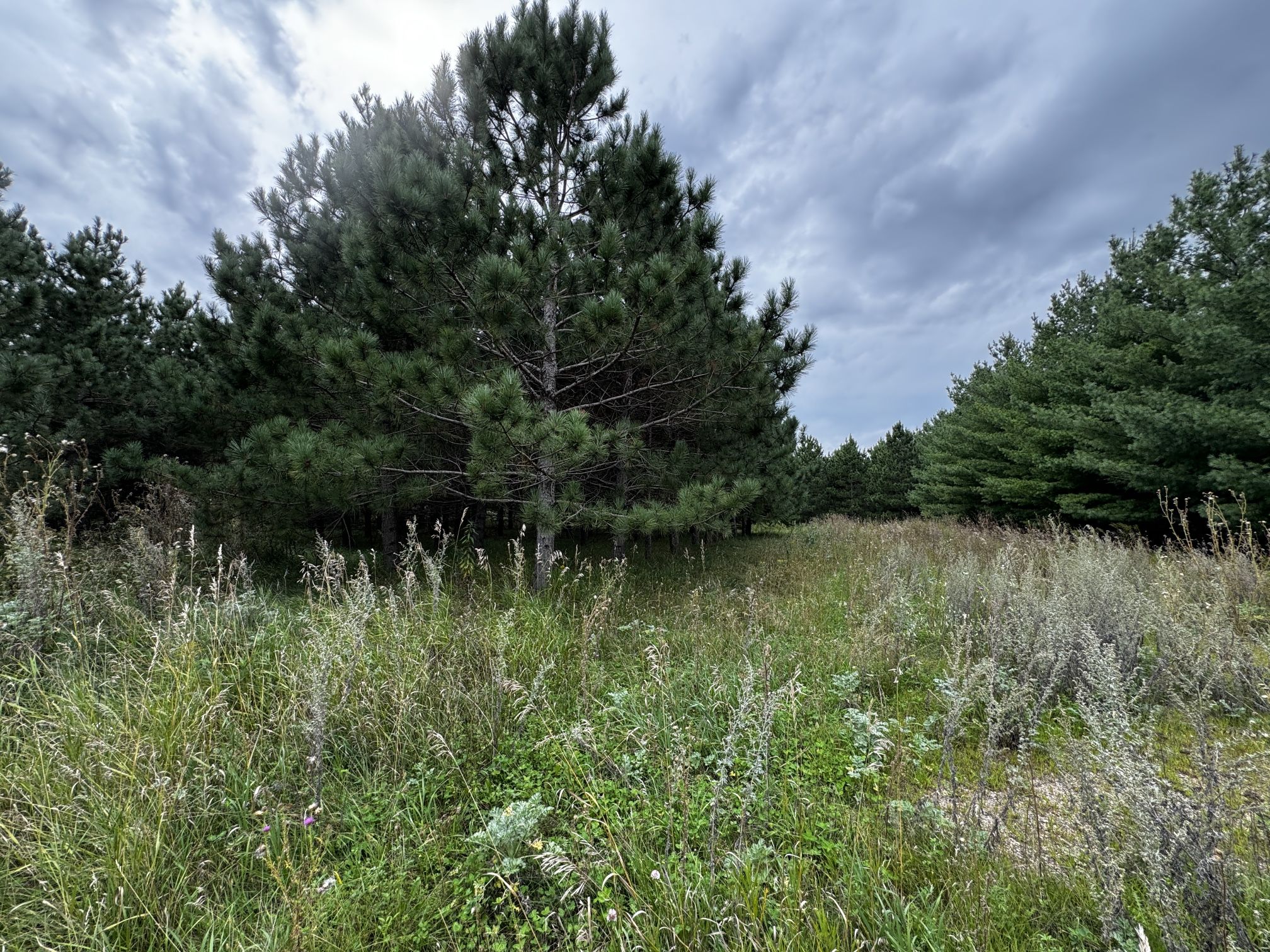 10 Acre (2x5 Acre) Wooded Lots. W/septic And Sell, Perfect For RV Camp.