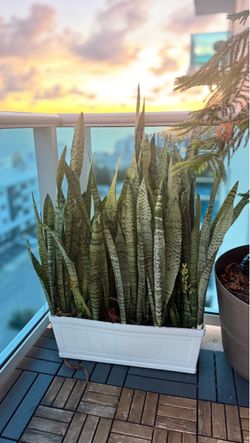 Plant
