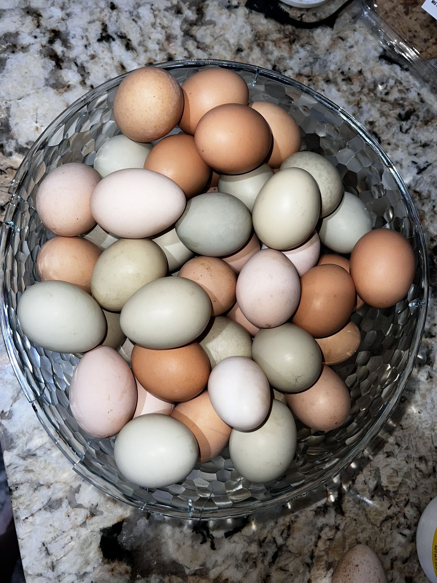 Fresh Fertile Eggs