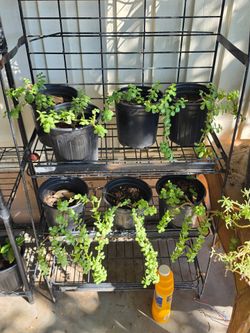 Elephant plants