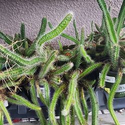 Dog Tail Cactus 