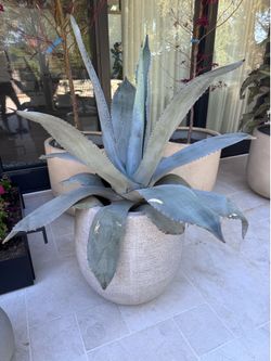 Giant Agave Plant in West Elm Planter