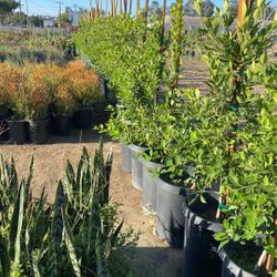 Ficus trees