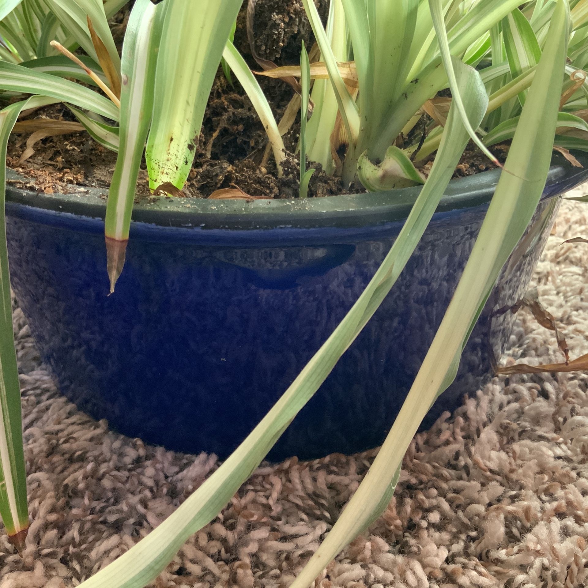 Spider Plant In Blue Pot