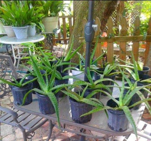 Aloe Vera Plants