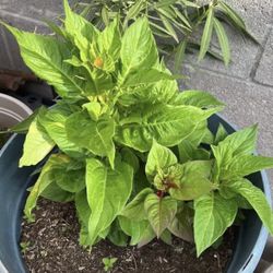 Celosia Flower