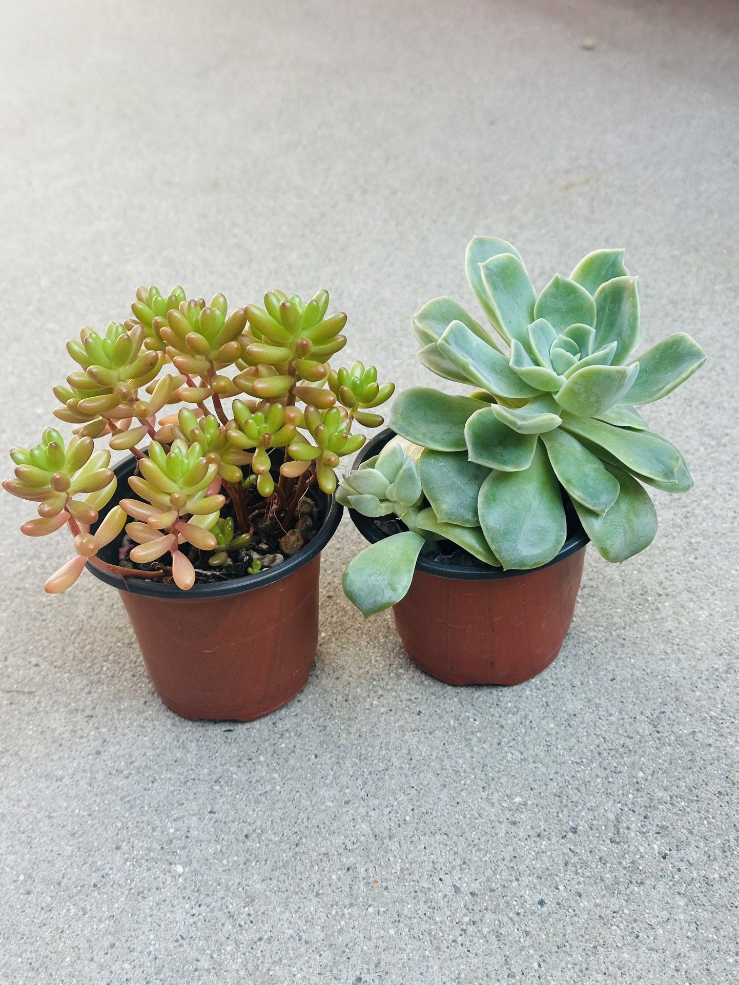 Succulents plants 🪴（2 for $5）