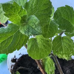 Apple Mint Plant, Rooted, Herb
