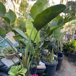 Birds of paradise plants 