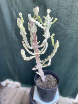 Variegated Euphoria Cactus Plant, In 3 Gallóns Pot Pick Up Only