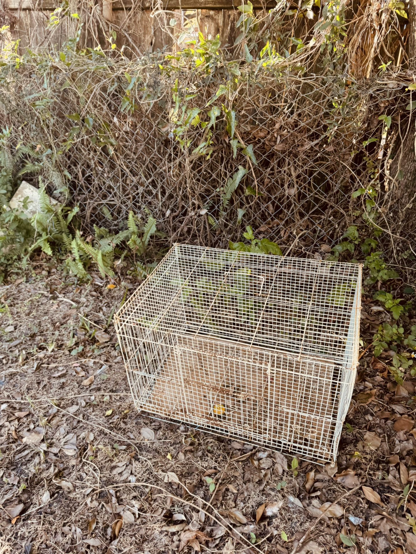 Cage For Canary