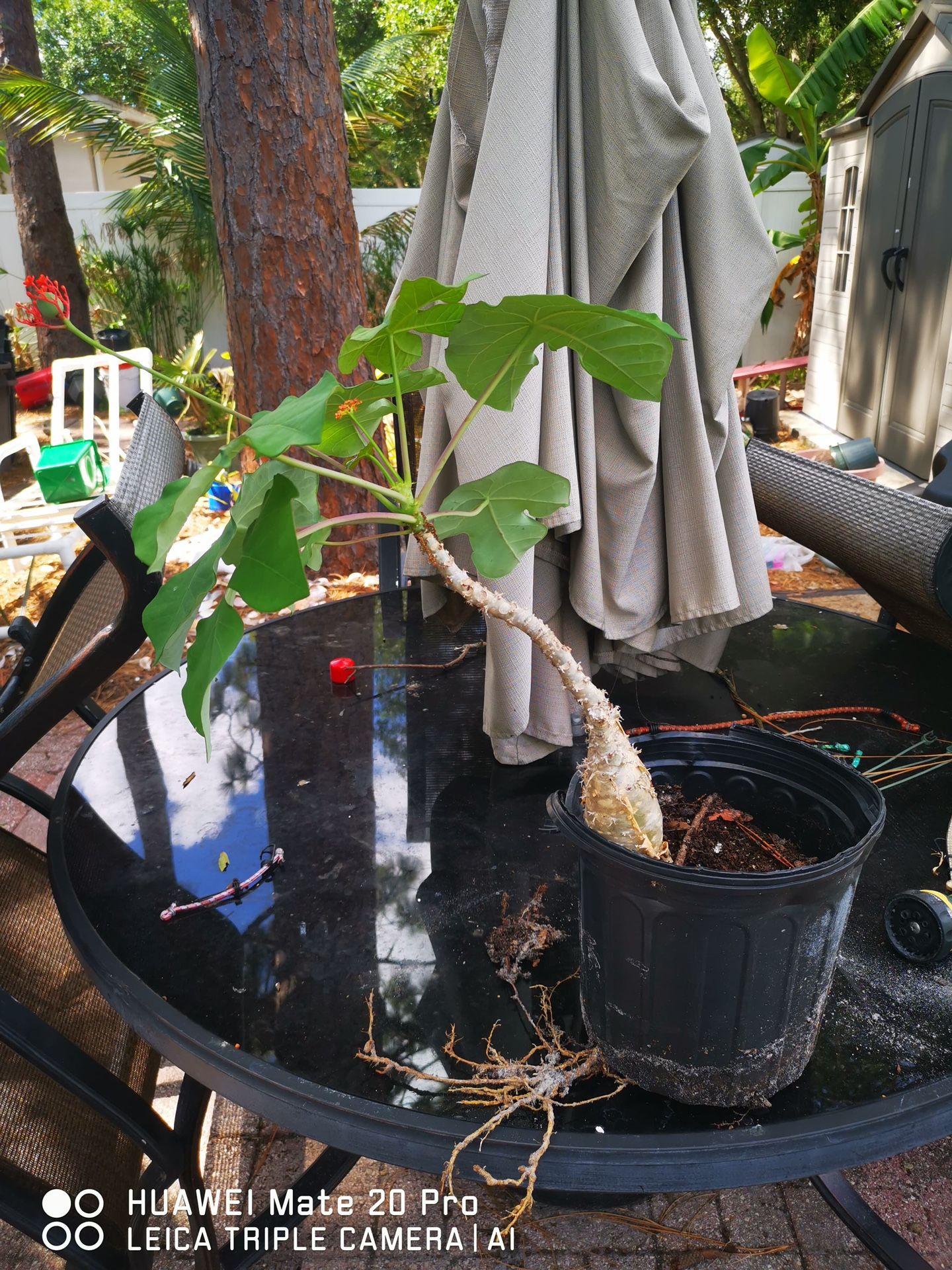 Jatropha Podagrica,Buddha belly plant - $15