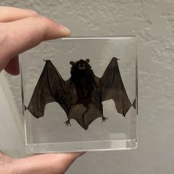 Real Bat In Resin 