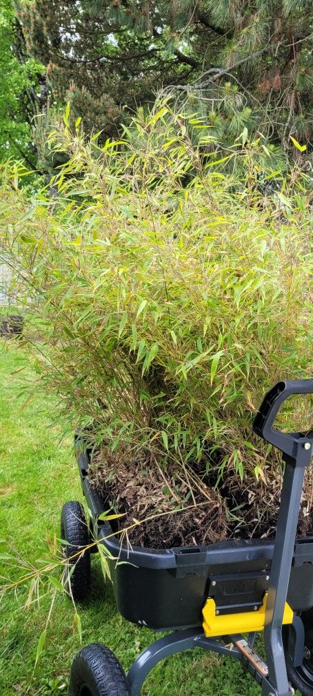 5$ For 1 Clump 2nd One Free!-Green Panda Bamboo 5 Clumps + 1 Small Clump
