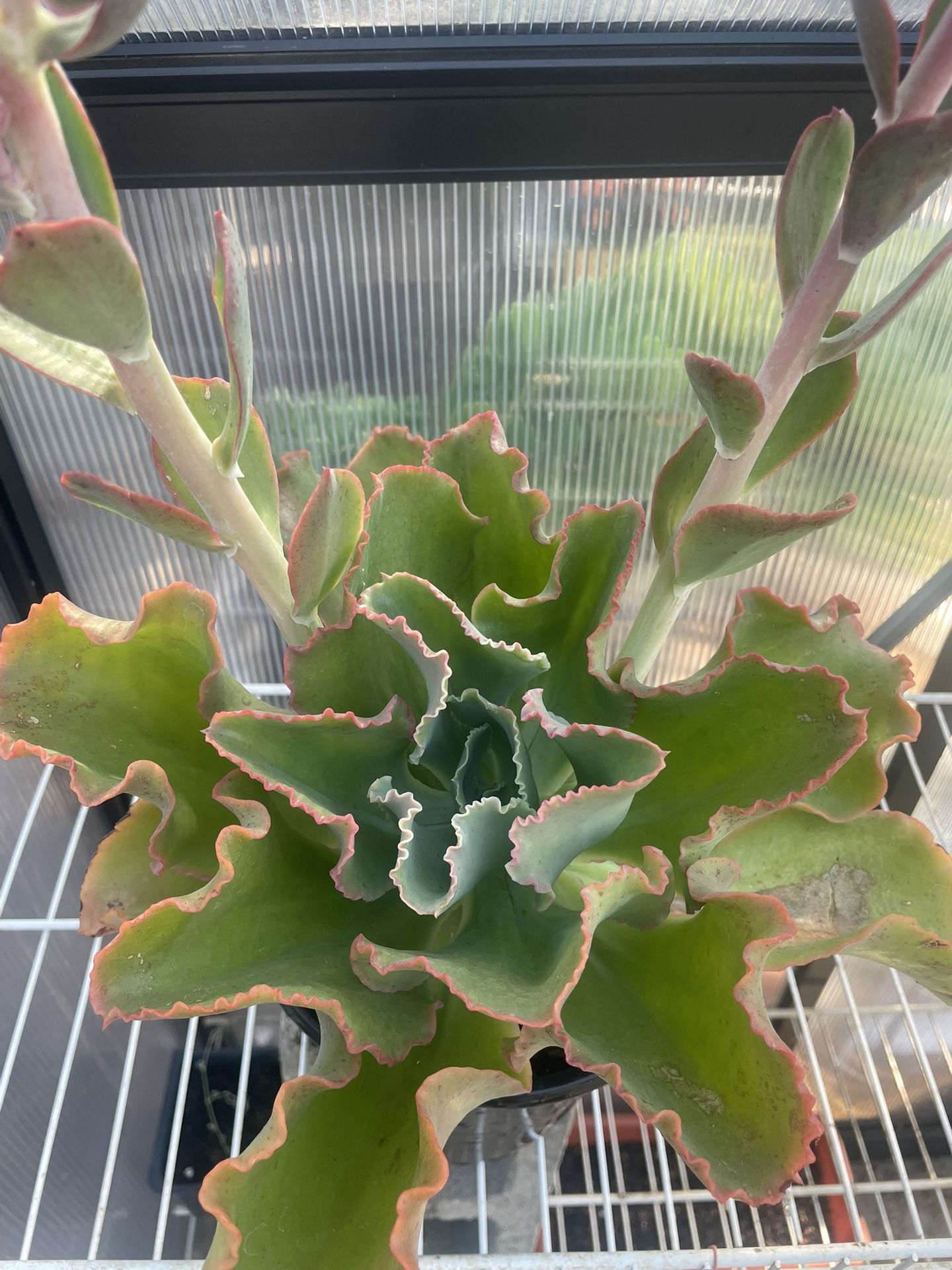 Succulent Plant