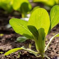 Organic Bok Choy Seeds