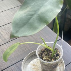 Philodendron Recurvifolium 