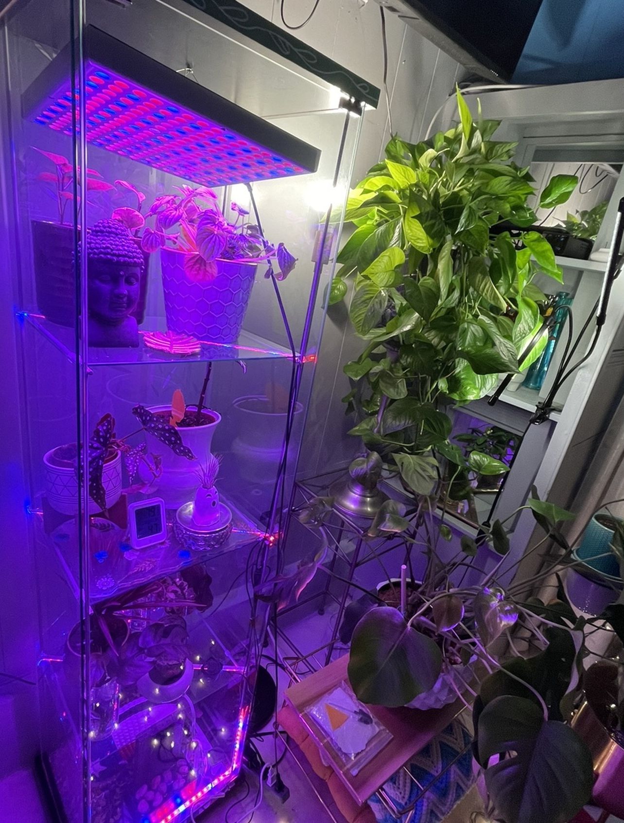 Glass Plant Greenhouse Cabinet