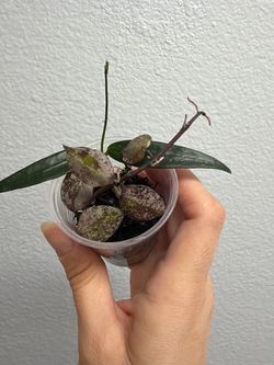 HOYA LACUNOSA (BLACK SILVER) with Dischidia