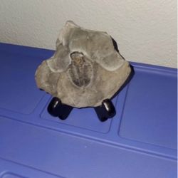 Trilobite fossil 