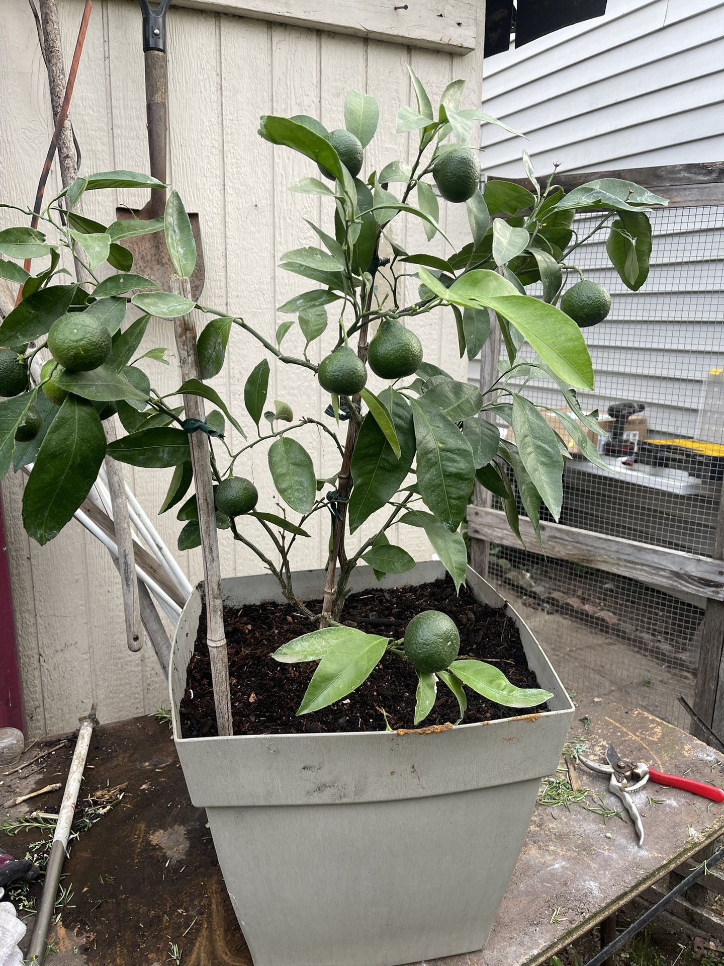 Mandarin Plant/ Mandarino