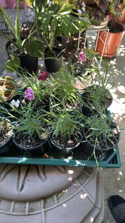 Pastel carnations