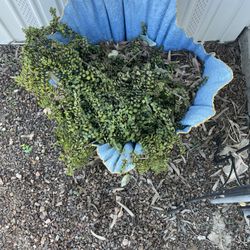 Elephant, Bush, Succulent