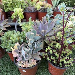 Variety Of Succulents Plants 